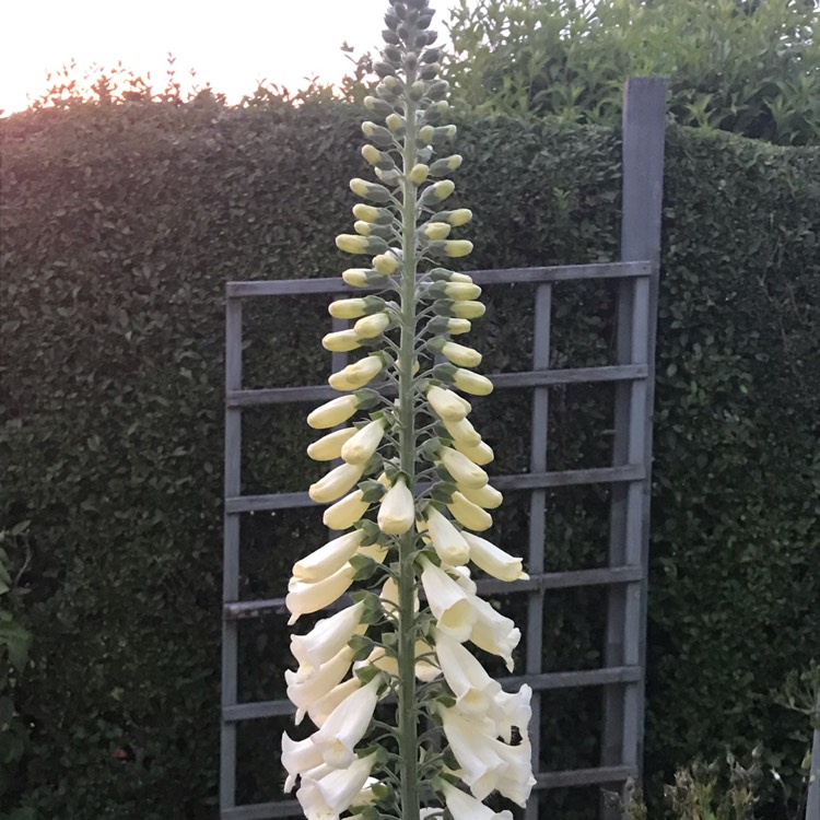 plant image 1083207