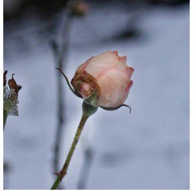 Deborah's garden