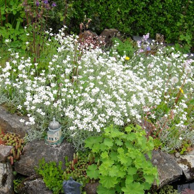 Deborah's garden