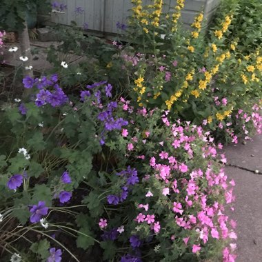 Deborah's garden