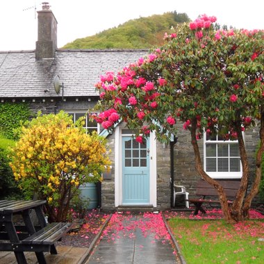 Deborah's garden