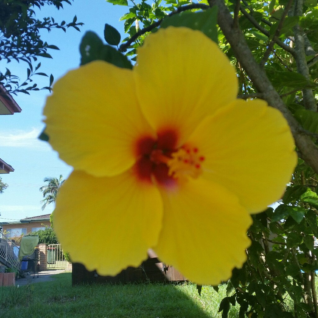Plant image Hibiscus rosa-sinensis 'Sunset Yellow'