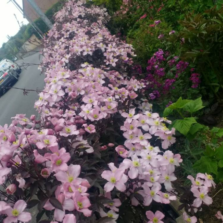 plant image 1017646