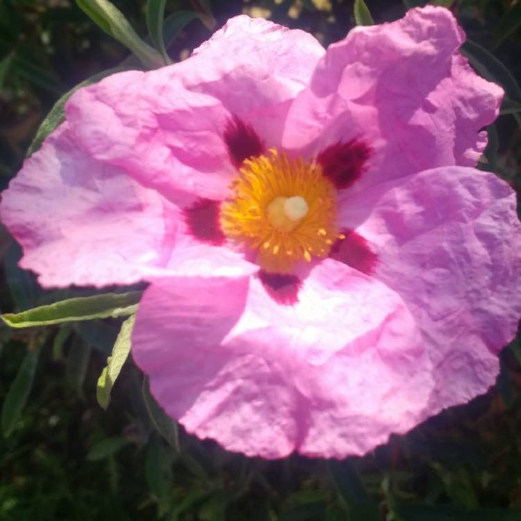 plant image 1029745 plant image 1029745