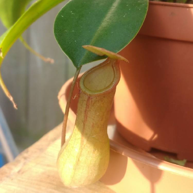 Plant image Nepenthes