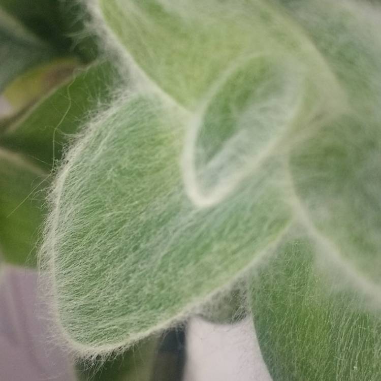 Plant image Tradescantia sillamontana
