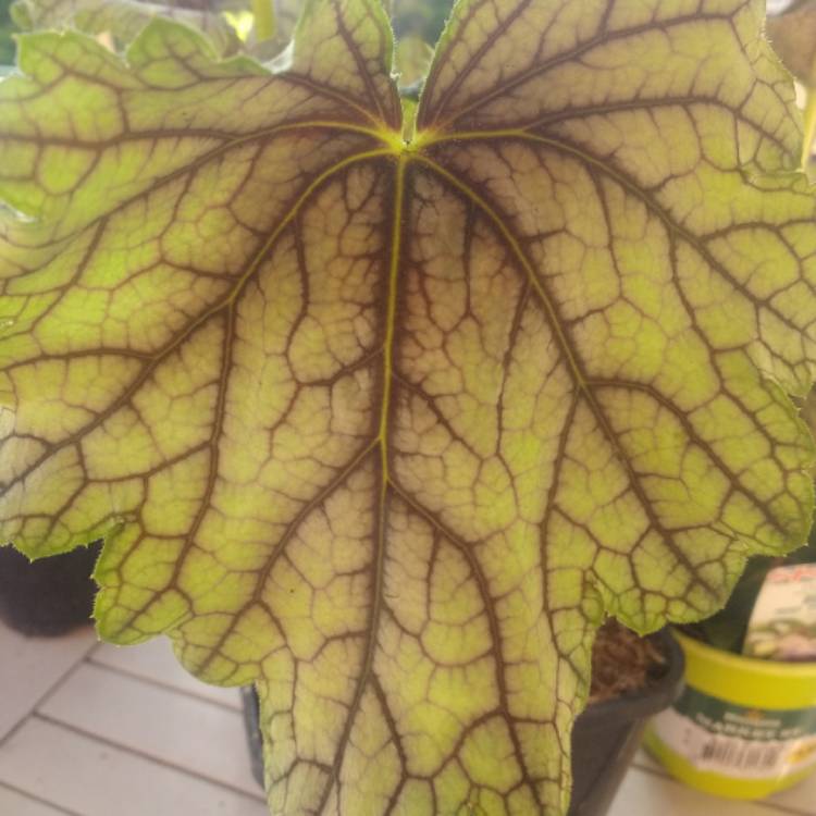 Plant image Heuchera 'Venus'