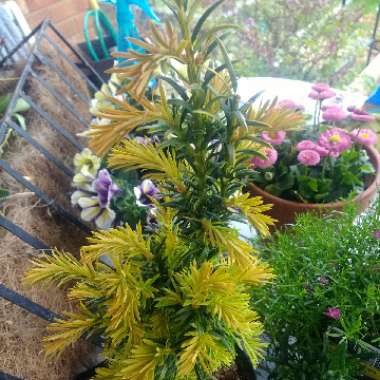 Taxus baccata 'Elegantissima'