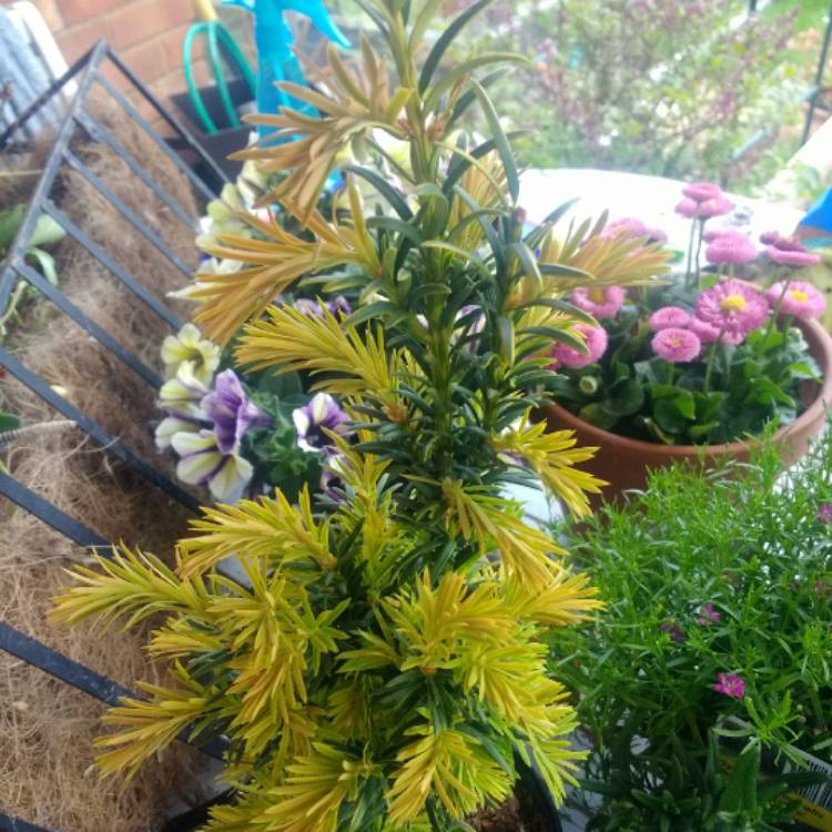 plant image 1049337