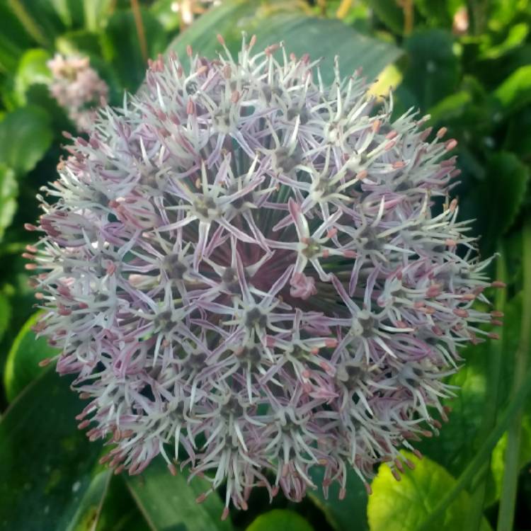 plant image 1058972 plant image 1058972