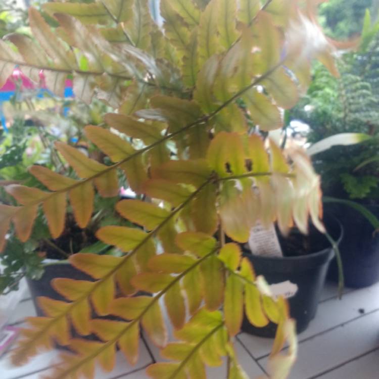 Plant image Dryopteris erythrosora 'Brilliance'