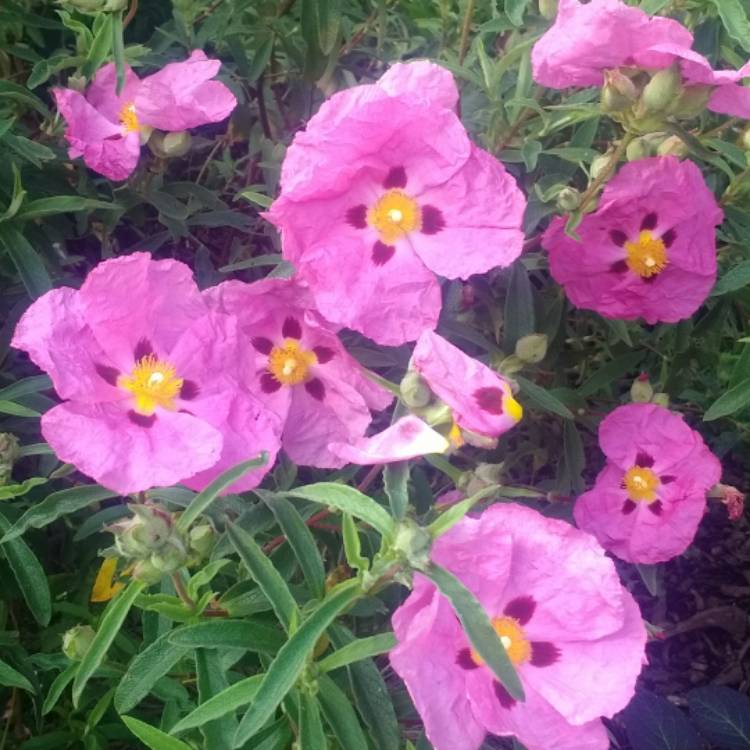 plant image 1074241 plant image 1074241