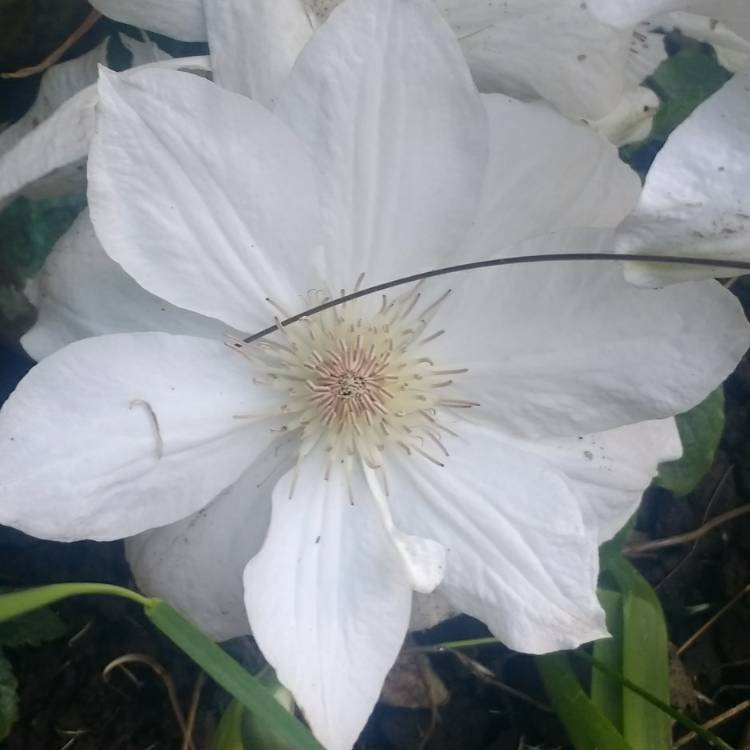 Plant image Clematis 'Mrs George Jackman'