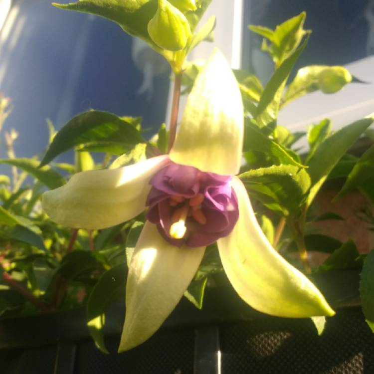 Plant image Fuchsia 'Blue Angel'