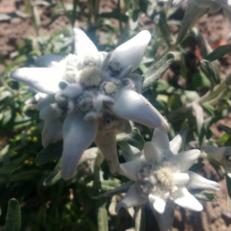 Plant image Leontopodium alpinum