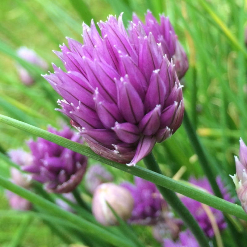 plant image 110656