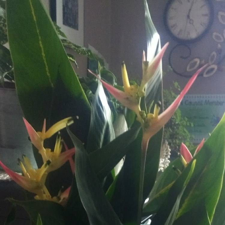 Plant image Heliconia
