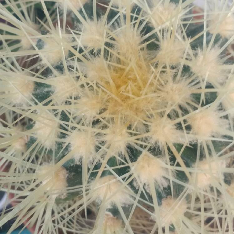 plant image 1110849
