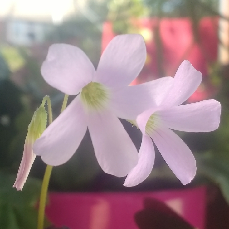 plant image 1113809