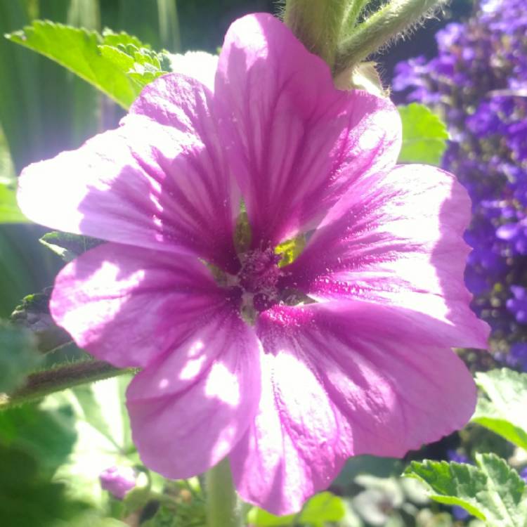 plant image 1123194