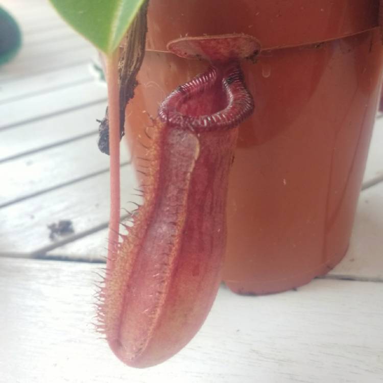 Plant image Nepenthes