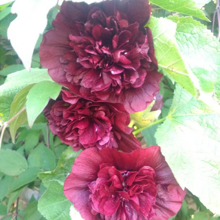 plant image 1150206