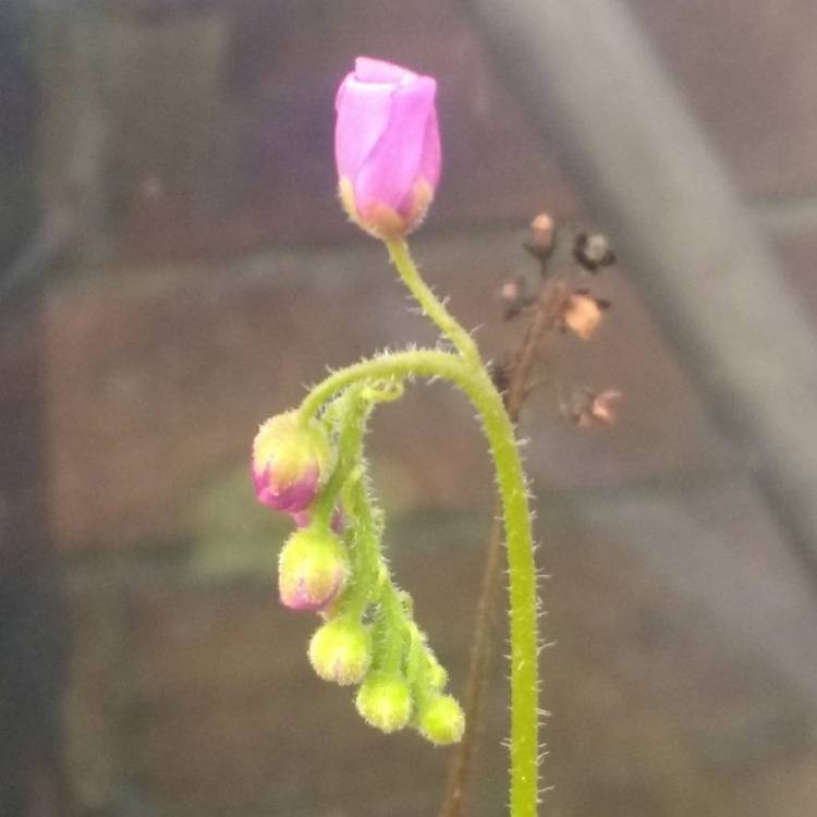 plant image 1158532