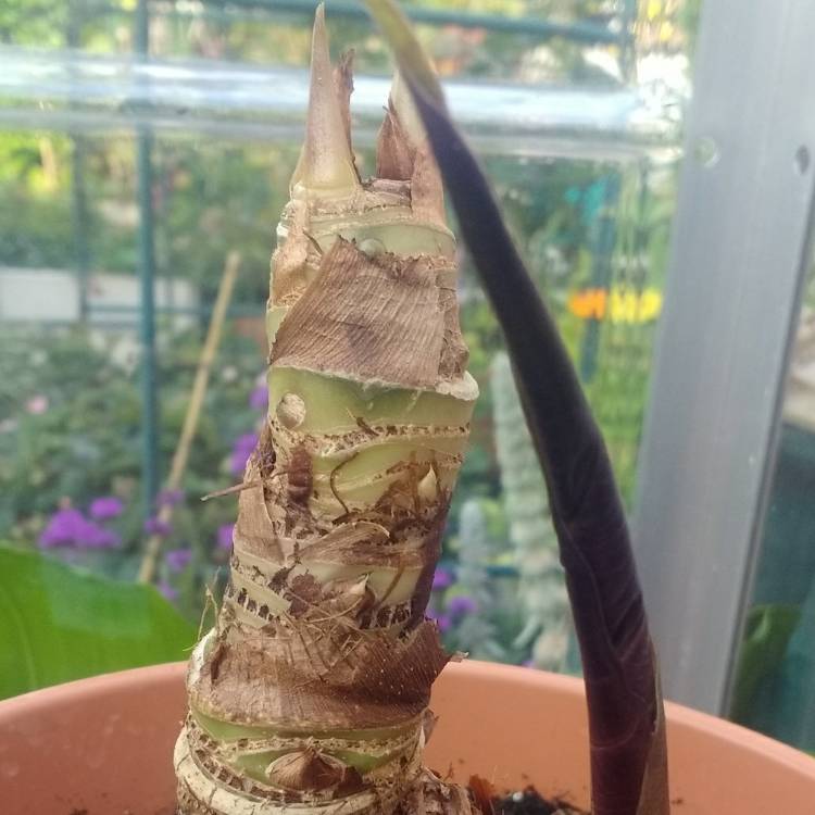 plant image 1158534