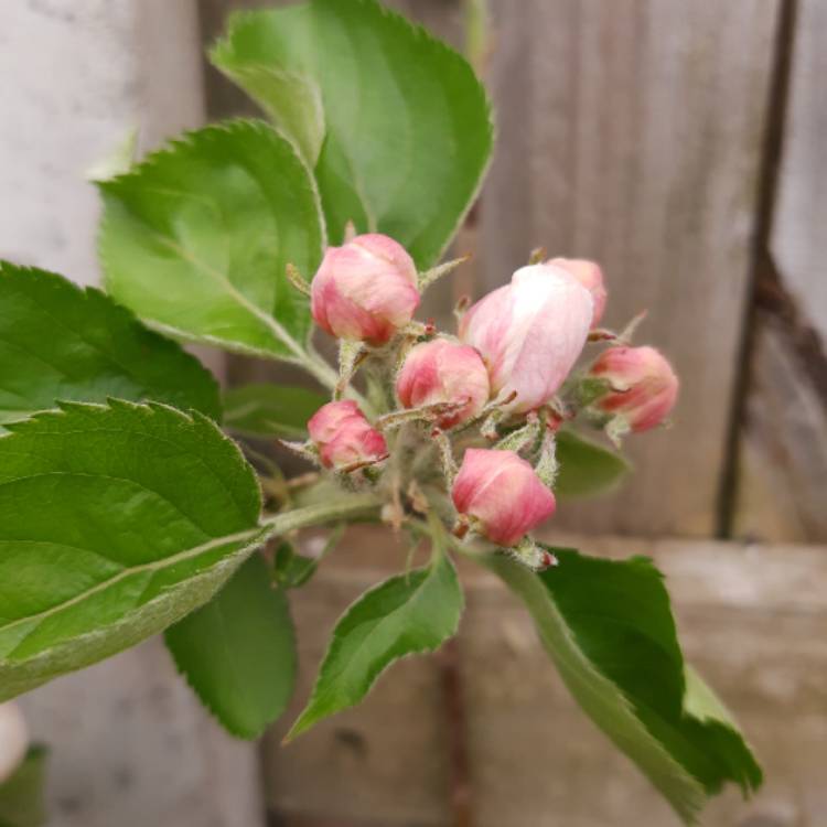 plant image 1268164 plant image 1268164