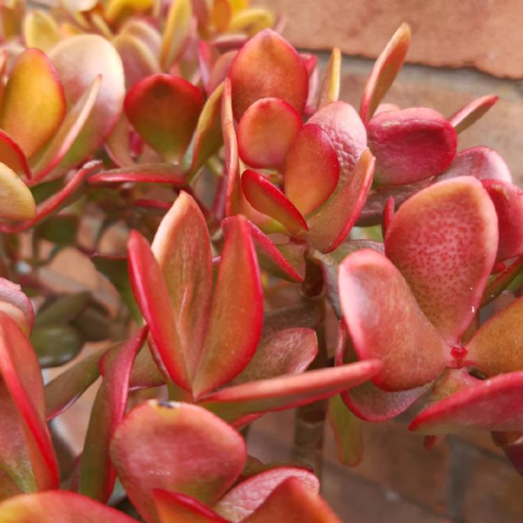 plant image 1268168