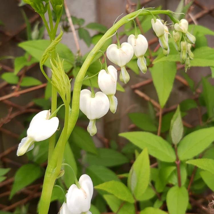 plant image 1268179 plant image 1268179