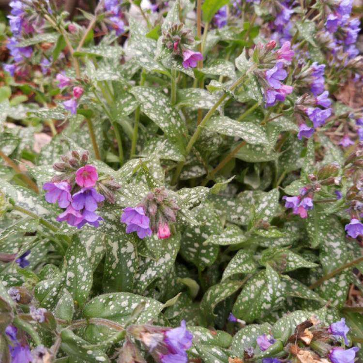 plant image 1268183 plant image 1268183