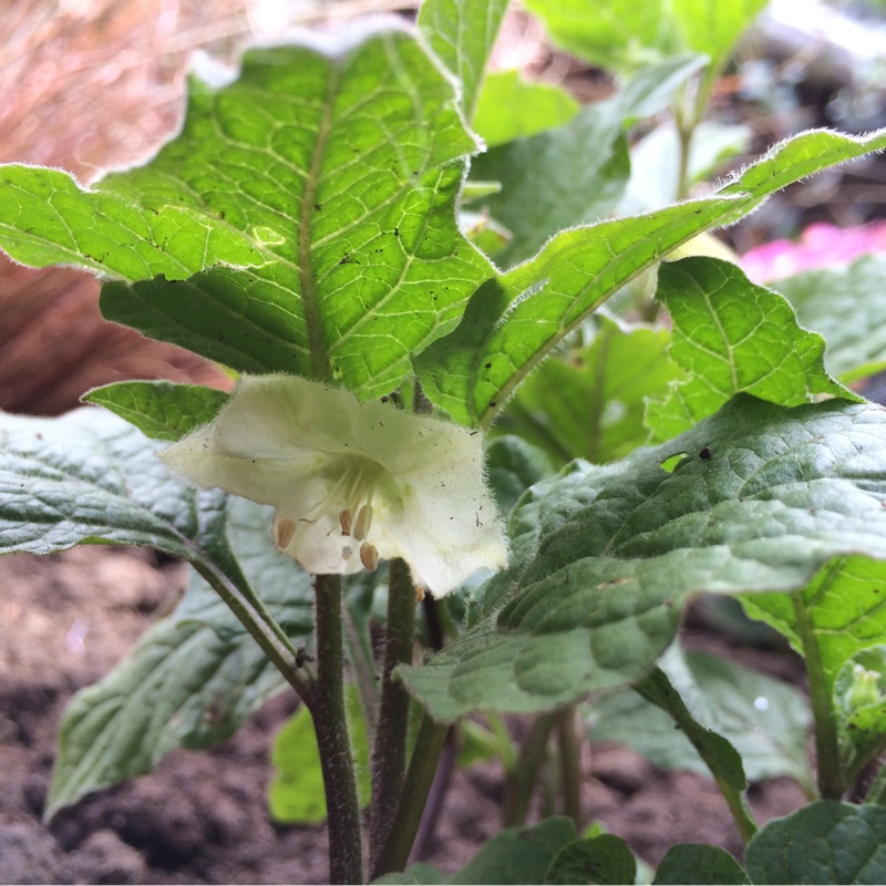 plant image 126991