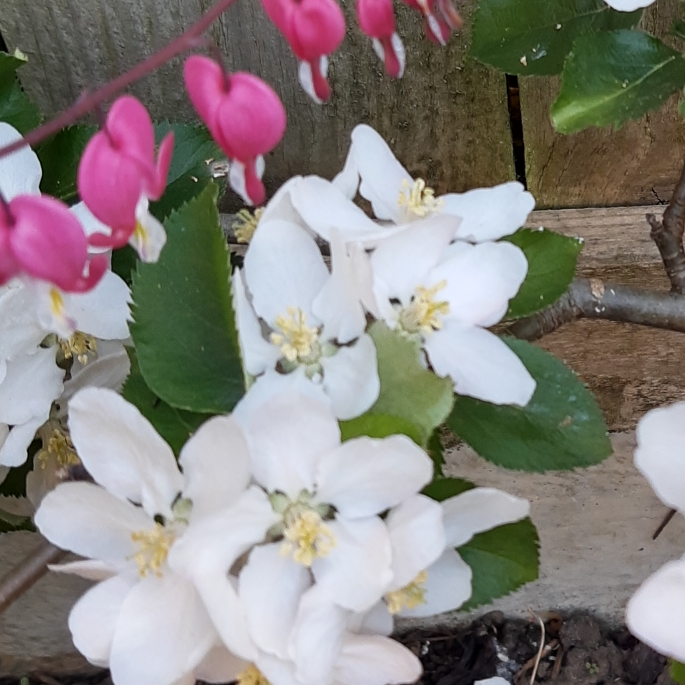 plant image 1279787 plant image 1279787