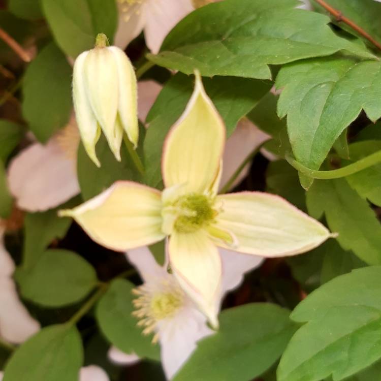 plant image 1279805 plant image 1279805