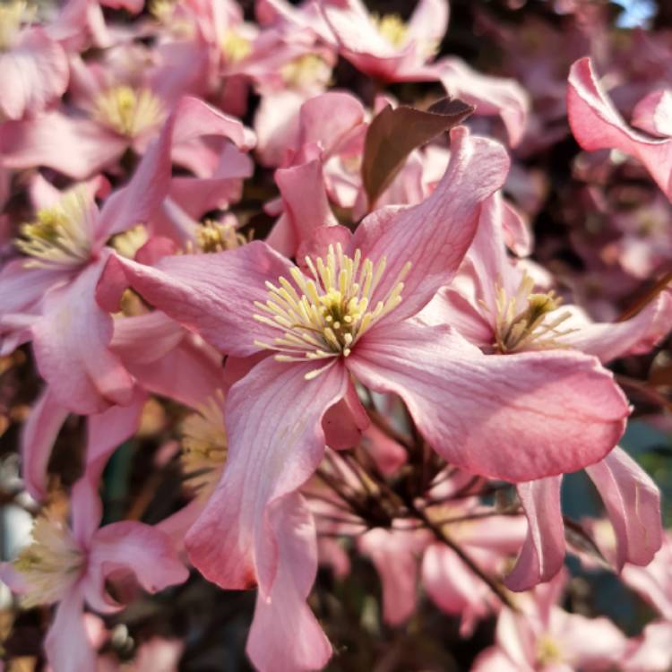Plant image Clematis montana 'Warwickshire Rose'