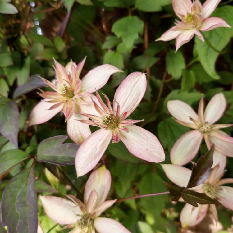 plant image 1292945 plant image 1292945