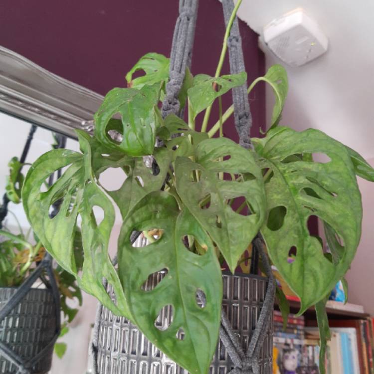 plant image 1292968
