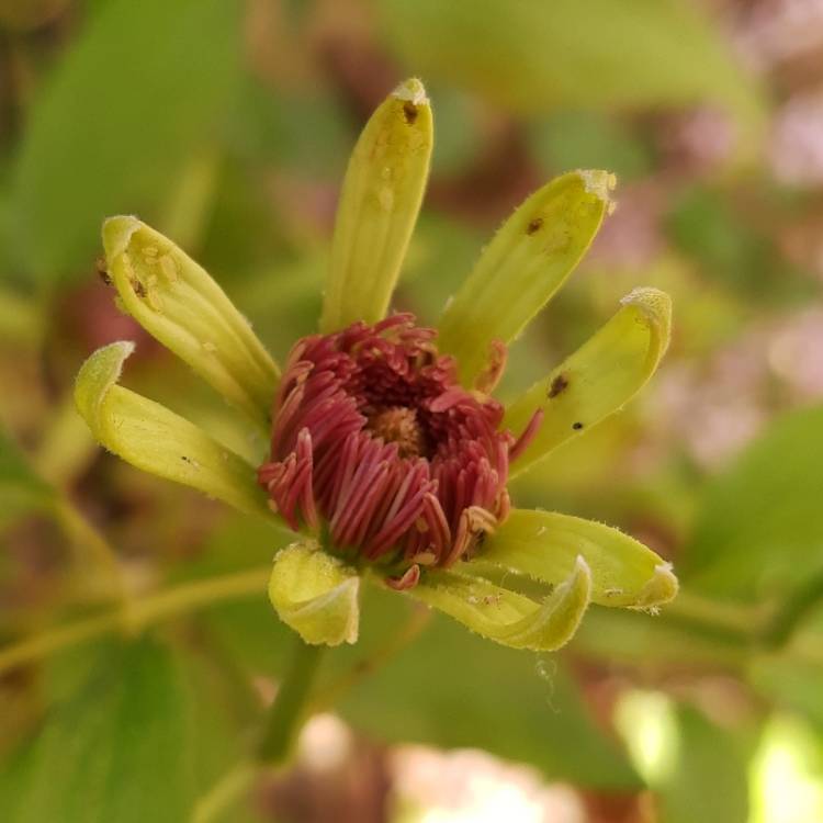 Plant image Clematis 'Aiga Harrington'