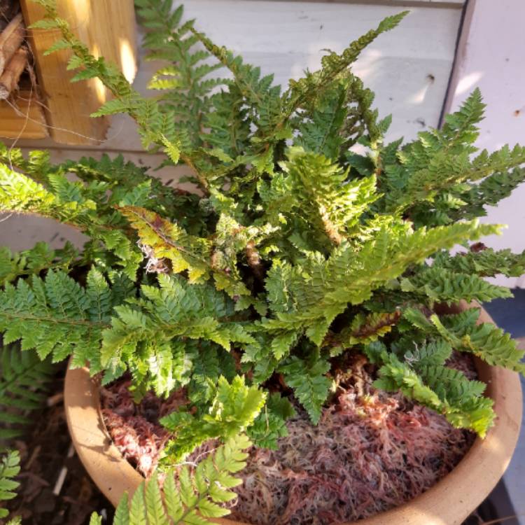 Plant image Polystichum Setiferum Congestum