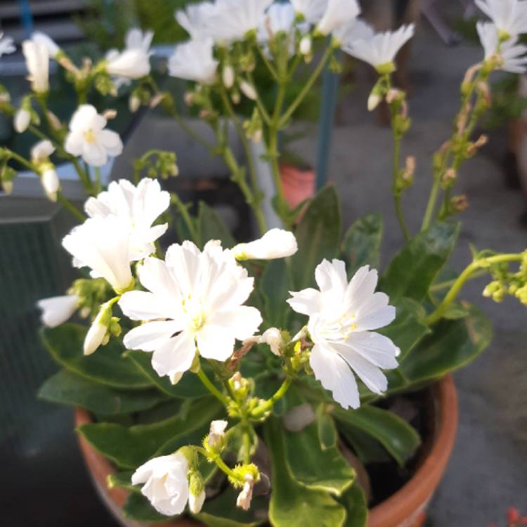 plant image 1309035