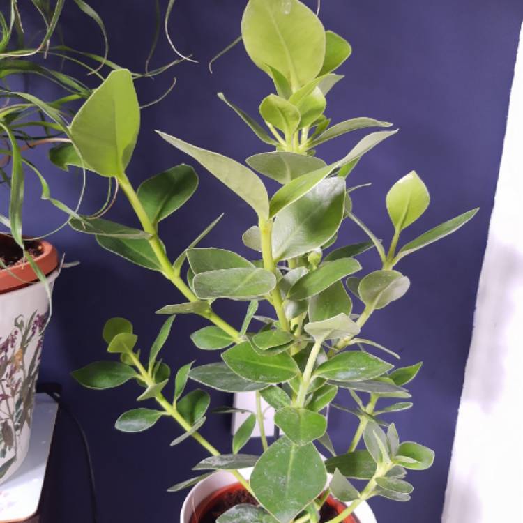 Plant image Clusia Rosea