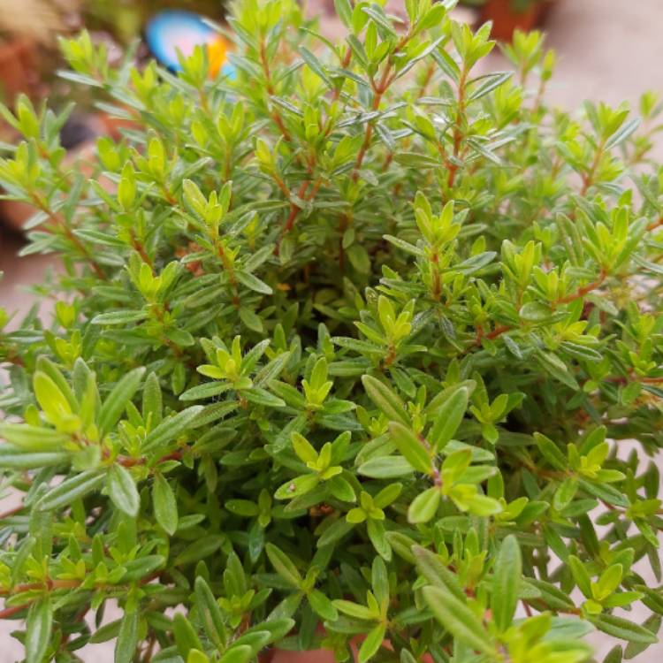 Plant image Satureja hortensis
