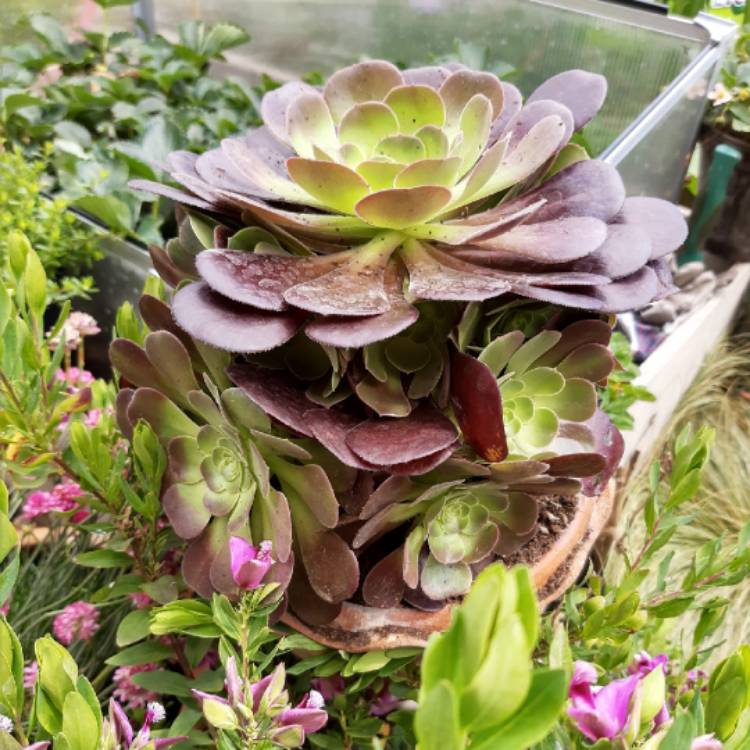 Plant image Aeonium 'Velour'