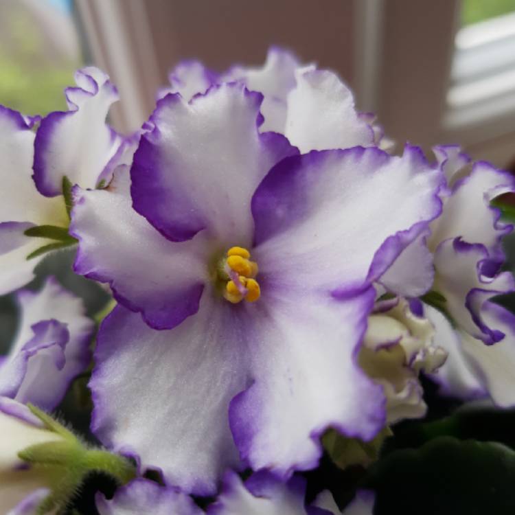 plant image 1334796 plant image 1334796