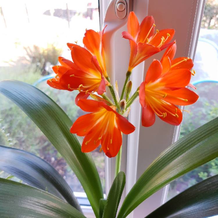 Clivia, Clivia - uploaded by @Jenpaul