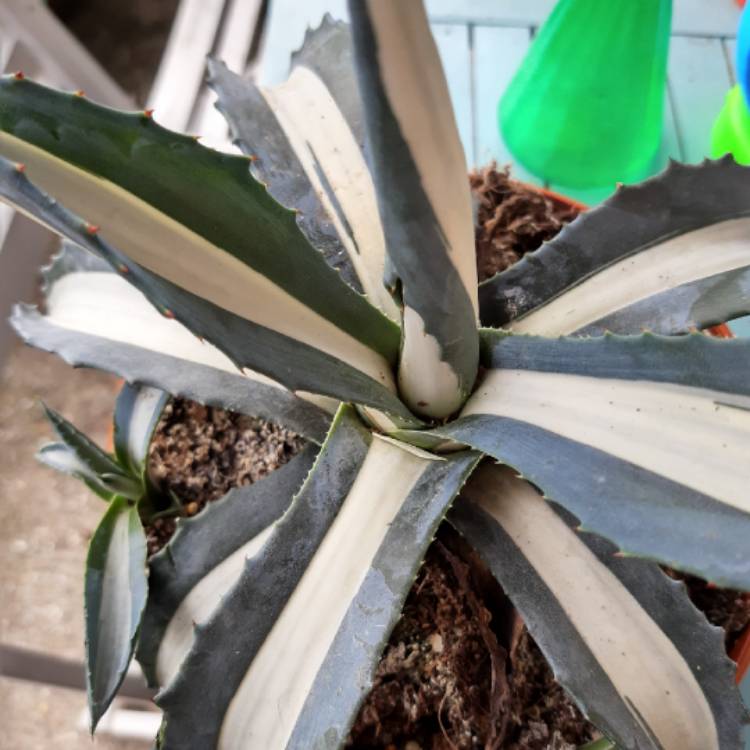 Plant image Agave americana 'Mediopicta Alba'