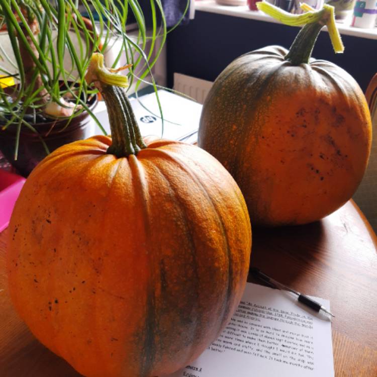 Plant image Cucurbita maxima 'Hundredweight'