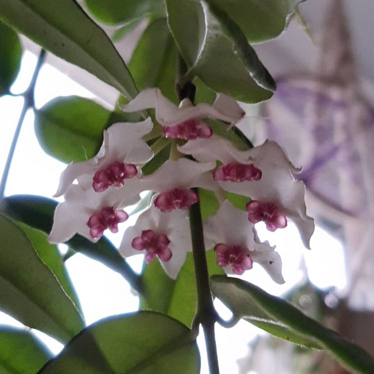 Plant image Hoya Bella