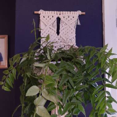 Hoya Bella